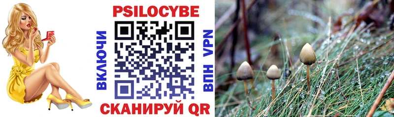 купить  цена  Кологрив  Псилоцибиновые грибы Psilocybe 